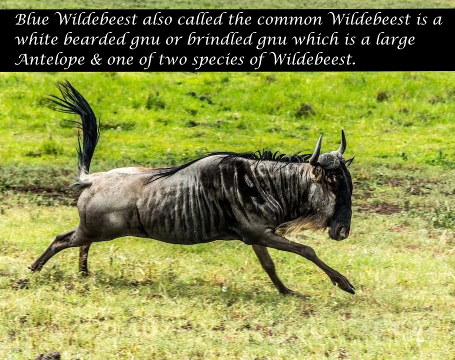 (image for) Blue Wildebeest Skin Hair On Hide 75x55